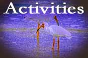 upper captiva island activities