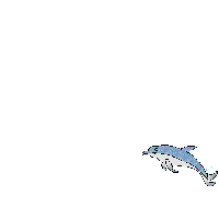 upper captiva island dolphin